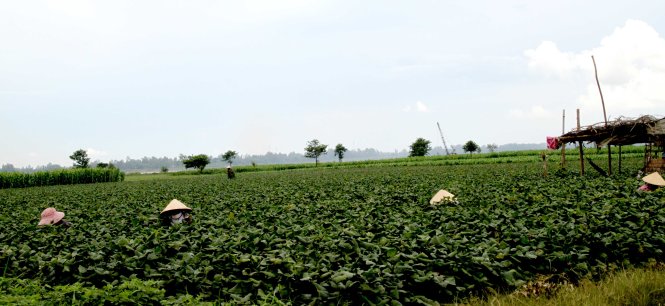 Nông dân được tái cấp đất sản xuất trên cồn Long Tả - Ảnh: TẤN ĐỨC
