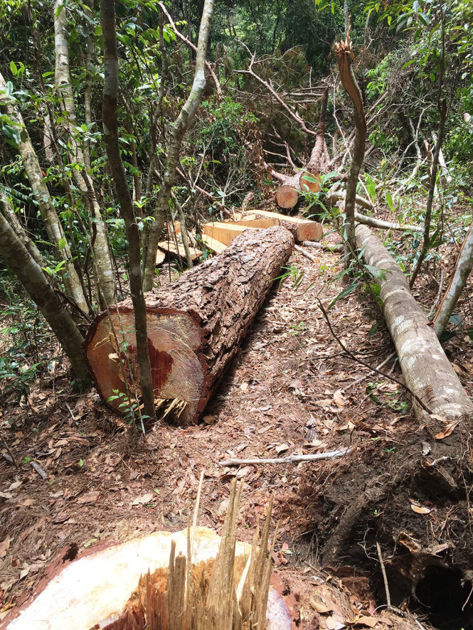 Những lóng gỗ lâm tặc chưa kịp đưa ra khỏi rừng - Ảnh: K.NGUYÊN