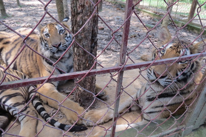 Hổ được nuôi tại trại của gia đình bà Lê Thị Hồng, ở xã Xuân Tín, huyện Thọ Xuân (Thanh Hóa) - Ảnh: Hà Đồng