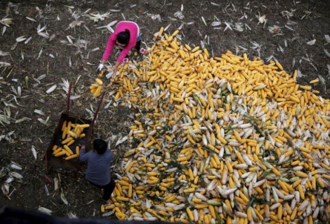 Thu hoạch bắp ở tỉnh Hồ Bắc, Trung Quốc. Cách làm thiếu vệ sinh ở nhiều nơi gây mất niềm tin cho người tiêu dùng Trung Quốc - Ảnh: Reuters