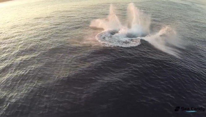 Cú nhào lộn ngoạn mục của cá voi lưng gù - Ảnh chụp từ clip