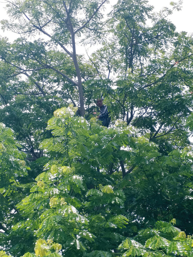 Ngáo đá leo lên cây tại khuôn viên nhà thờ tại ngã tư Trần Phú - Hải Thượng Lãn Ông - ẢNH: NG.NAM