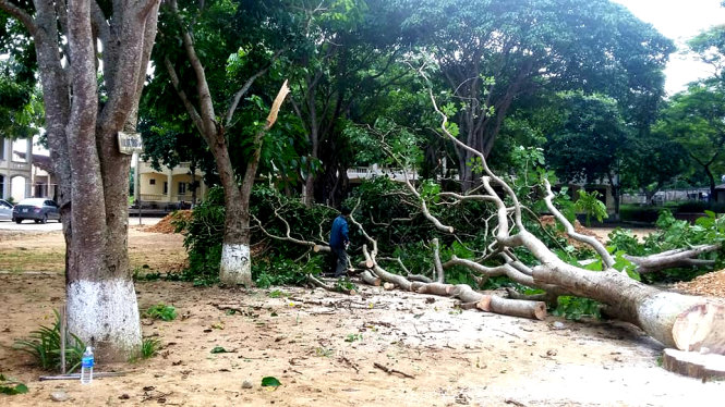 Trường THPT Quế Phong chặt bỏ cây ngô đồng trong khuôn viên trường - Ảnh: Hùng Cường