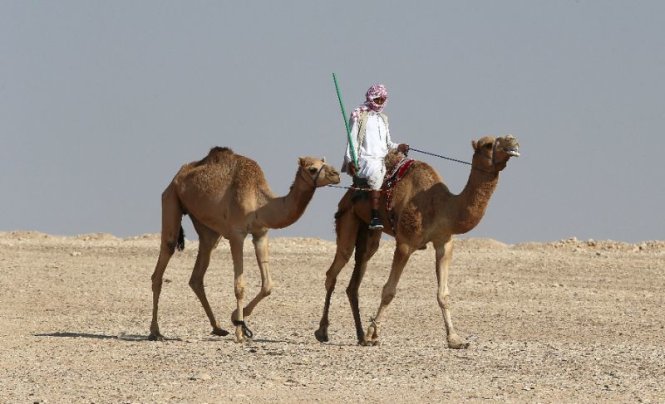 Người chăn lạc đà Qatar đưa lạc đà băng sa mạc về nước - Ảnh: AFP