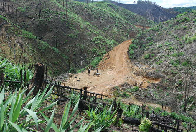 Những khoảnh rừng tại xã Quảng Sơn, huyện Đắk G'Long bị cạo trọc để làm dự án. Hiện diện tích này vẫn chưa được xác định thuộc rừng cấm chuyển đổi hay rừng sản xuất - Ảnh: BÁ DŨNG