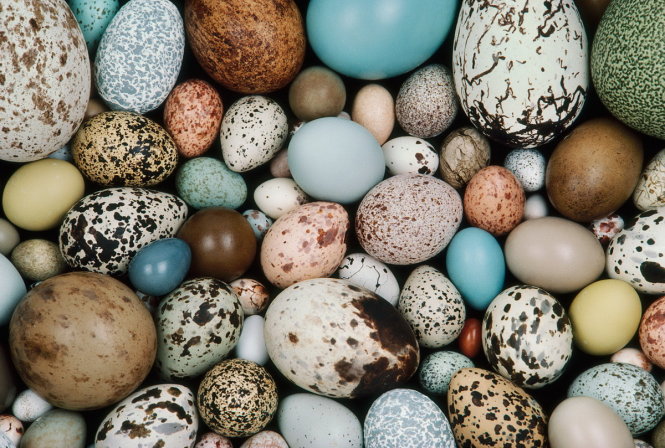 Câu hỏi vì sao trứng chim có rất nhiều hình dạng khác nhau đã được nhóm nghiên cứu của Stoddard lí giải - Ảnh: Frans Lanting
