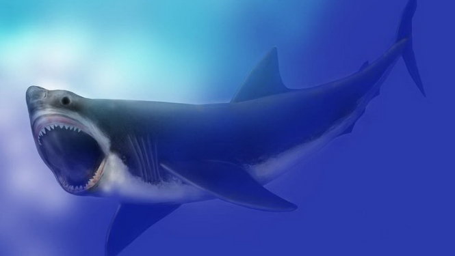 Ảnh phác họa cá mập megalodon - từng là sinh vật lớn nhất đại dương - Ảnh: Mary Parrish, Smithsonian, National Museum of Natural History