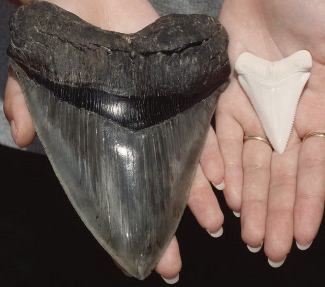 Răng cá mập megalodon (trái) và răng cá mập trắng - Ảnh: Rex