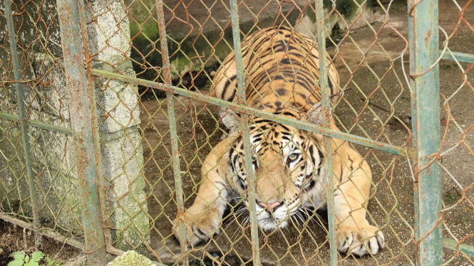 Hổ được nuôi tại trại của gia đình bà Lê Thị Hồng, ở xã Xuân Tín, huyện Thọ Xuân (Thanh Hóa) - Ảnh: Hà Đồng