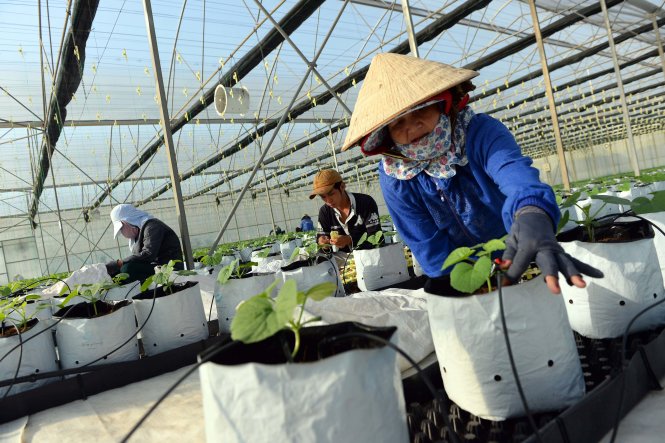 Công nhân chăm sóc dưa lưới trong nhà kính được trồng tại bãi rác Đông Thạnh, huyện Hóc Môn 
Ảnh: HỮU KHOA
