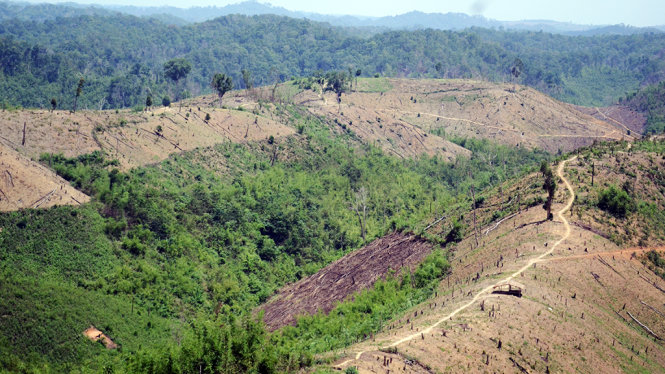 Hàng chục hecta rừng ở tiểu khu 1685 xã Quảng Sơn, huyện Đắk Glong, tỉnh Đắk Nông bị cạo trụi từ tháng 3-2017 - Ảnh: B.D