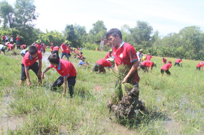 Chiến sĩ Hoa phượng đỏ Q.Bình Tân nhổ cỏ trên ruộng trong chương trình “Một ngày làm nông dân” - Ảnh: M.Phượng