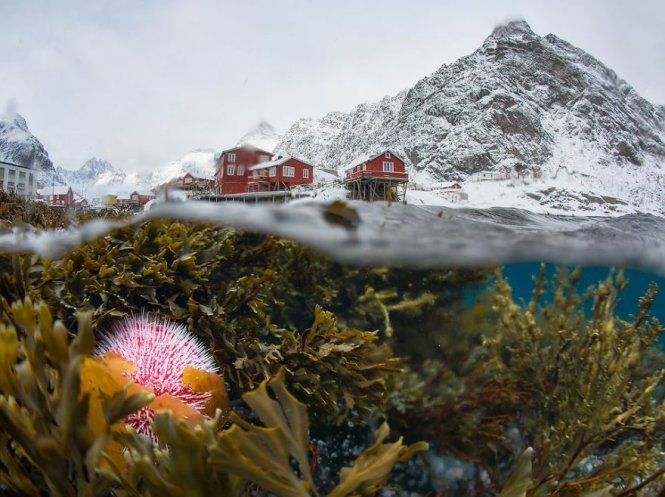 Mùa đông Lofoten, Na Uy qua góc nhìn dưới nước - Ảnh: Sergey Lukankin
