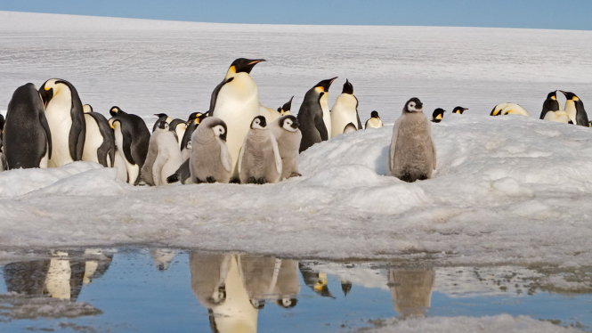 Cánh cụt hoàng đế - loài cánh cụt lớn nhất, nặng nhất và đặc hữu ở châu Nam Cực, đang đứng trước nguy cơ tuyệt chủng - Ảnh: Roger Tidman