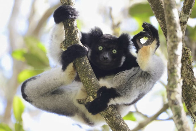 'Tôi ổn mà' (ảnh chụp ở khu bảo tồn Analamazaotra, Madagascar) - Ảnh:  Yamamoto Tsuneo