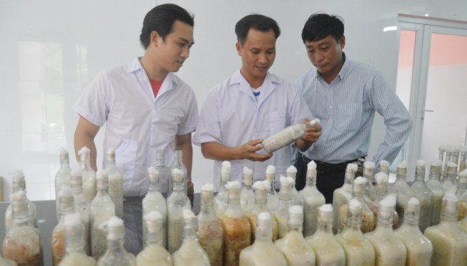 Thuận, Cường, Phúc (từ trái sang) nghiên cứu phân lập meo nấm chứ không mua meo trôi nổi ngoài thị trường - Ảnh: Ngọc Tài