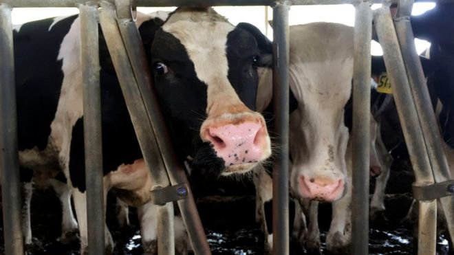Qatar nhập khẩu 4.000 con bò sữa để đáp ứng nhu cầu của người dân trong nước - Ảnh: Reuters