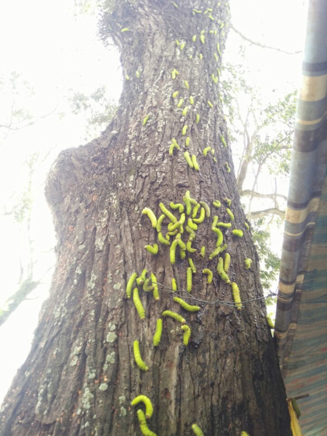 Hàng ngàn con sau bám quanh gốc cây tại chợ Phú Mỹ - Ảnh: XUÂN AN
