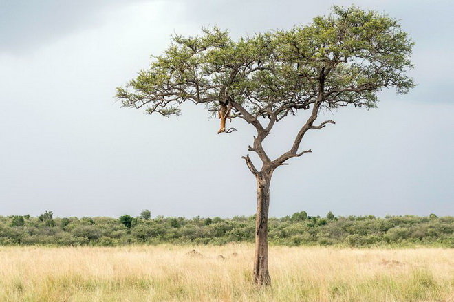 Bức ảnh do nhiếp ảnh gia Ingo Gerlach chụp cho thấy con báo đang leo cây ăn mồi.