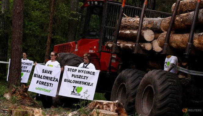 Những nhà hoạt động môi trường giăng biểu ngữ phản đối việc chính phủ Ba Lan tăng gấp ba hạn mức khai thác gỗ trong rừng Bialowieza - Ảnh: Reuters