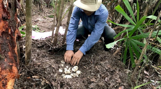 Tổ chức bảo tồn phát hiện ổ 19 trứng cá sấu xiêm tưởng đã tuyệt chủng ở gần Koh Kong, Campuchia - Ảnh: AFP