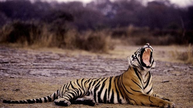 Một con hổ tại Vườn quốc gia Ranthambore, thuộc bang Rajasthan ở Ấn Độ - Ảnh: AFP