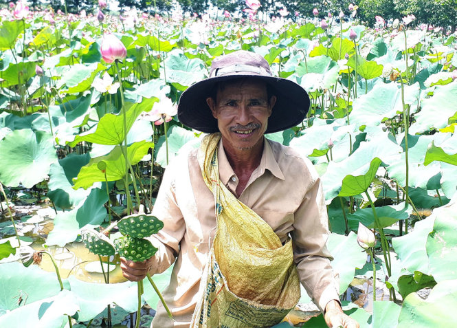 Ông Ba Minh, người tiên phong đến đồng cói Bình An cải tạo đất làm trang trại hơn chục năm về trước, hái đài sen trong ao rộng 2ha - Ảnh: LÊ TRUNG