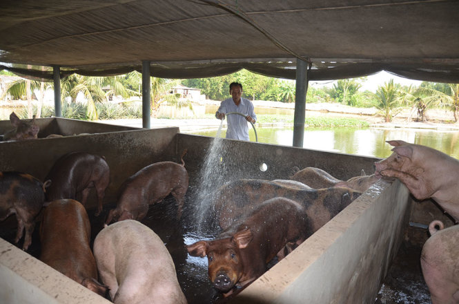 Giá heo tại ĐBSCL tăng lên ở mức 3 triệu đồng/tạ. Trong ảnh: một trại heo trong chương trình nuôi heo sạch tại huyện Tân Trụ, Long An - Ảnh: SƠN LÂM