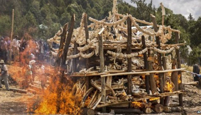 Chính phủ Ethiopia tiêu hủy ngà voi - Ảnh: Reuters