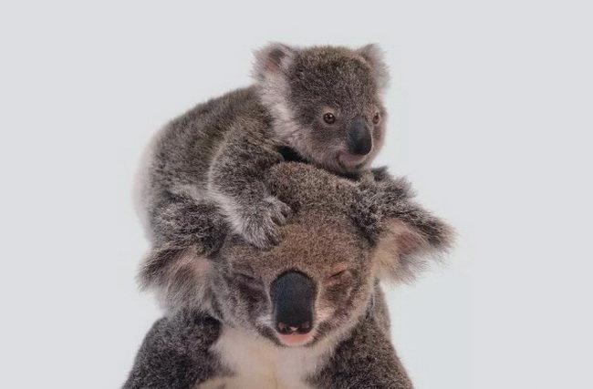 Gấu Koala - Ảnh: Joel Sartore/Getty Images