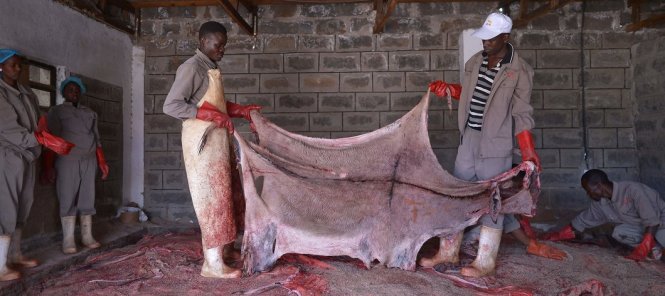 Một lò giết mổ lừa lấy da để sản xuất e'jiao do Trung Quốc đầu tư ở châu Phi - Ảnh: AFP