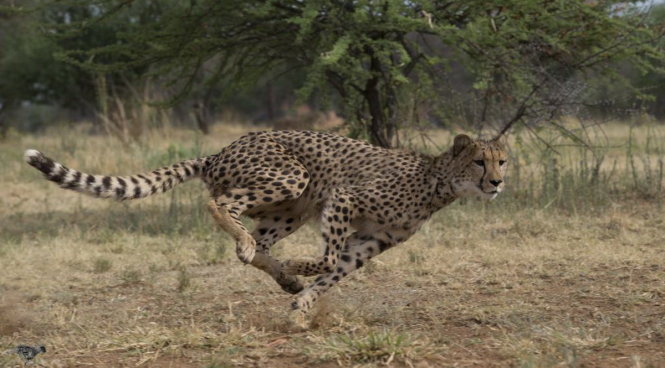 Báo gê-pa là động vật chạy nhanh nhất trên thế giới với khoảng 120 km/h, có cân nặng từ 21-72kg - Ảnh: GETTY