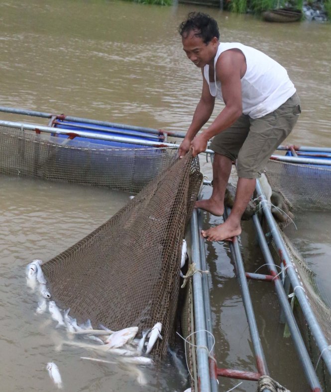 Nhiều lồng cá lăng giống của hộ anh Đặng Văn Luyện, khu 5, xã Xuân Lộc bị chết hàng loạt