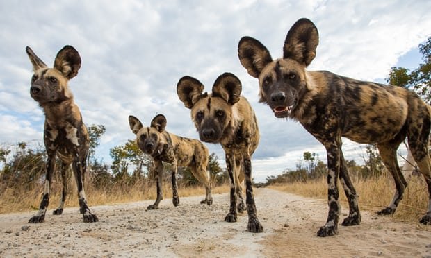 Số lượng chó hoang châu Phi đang giảm mạnh - Ảnh: Guardian