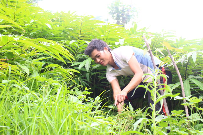 Anh Chảo Láo Khờ mạnh dạn đầu tư, phát triển cây sa nhân tím. Đây được coi là cây dược liệu quý giúp dân thoát nghèo - Ảnh: Hà Thanh