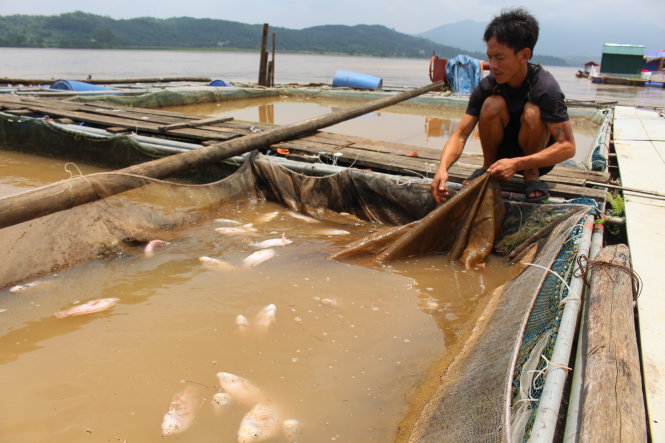 Nhà anh Hoàng Văn Cường, huyện Thanh Thủy, tỉnh Phú Thọ, nuôi khoảng 30 lồng cá, hiện tại đã có 9 lồng cá bị chết, ảnh hưởng - ẢNH: CHÍ TUỆ