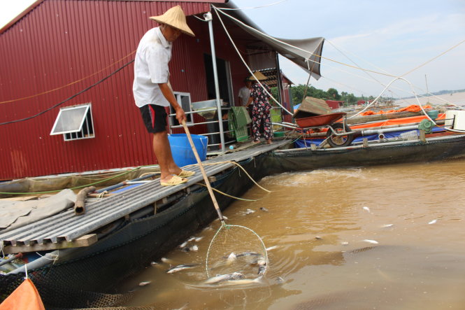 Cá trong các lồng của anh Dương Tiến Dũng, huyện Thanh Thủy, tỉnh Phú Thọ, vẫn chết trong chiều ngày 22-7 - ẢNH: Chí Tuệ