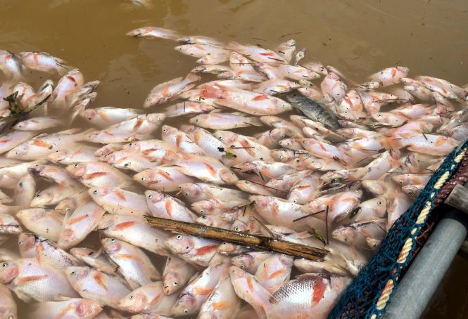 Số lượng cá chết rất lớn ở các lồng bè của hộ dân ở Kỳ Sơn, Hòa Bình - ẢNH: Lâm Hoài