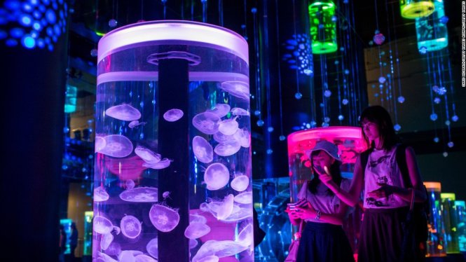1, Bể cá công nghệ cao. Loại bể này giúp người xem được trải nghiệm đa giác quan với thế giới của các sinh vật dưới nước nhờ sự kết hợp của khung thao tác cảm ứng, ánh sáng đèn neon và các màn hình nghe nhìn sống động như thật - Ảnh: CNN