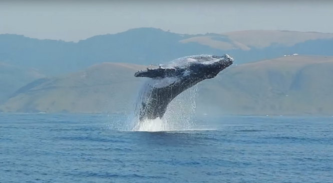 Cú lao mình lên không của con cá voi khổng lồ - Ảnh chụp từ clip