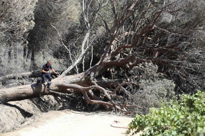 Một cây lớn bị bật gốc sau vụ cháy ở Ramatuelle - Ảnh: AFP