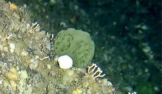Loài bọt biển màu xanh lá cây được tìm thấy ở vùng biển ngoài khơi Alaska - Ảnh: AFP