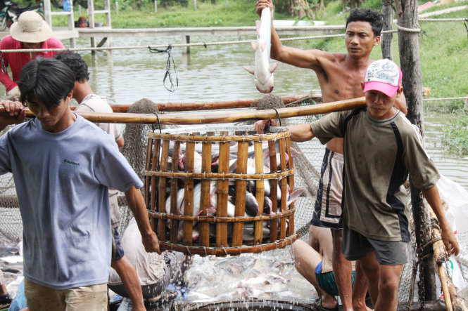 Thu hoạch cá tra tại tỉnh Vĩnh Long - Ảnh: CHÍ QUỐC