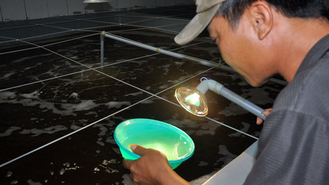 Soi, kiểm tra tôm giống tại một doanh nghiệp ở Vĩnh Tân, Tuy Phong, Bình Thuận - Ảnh: ĐÔNG HÀ