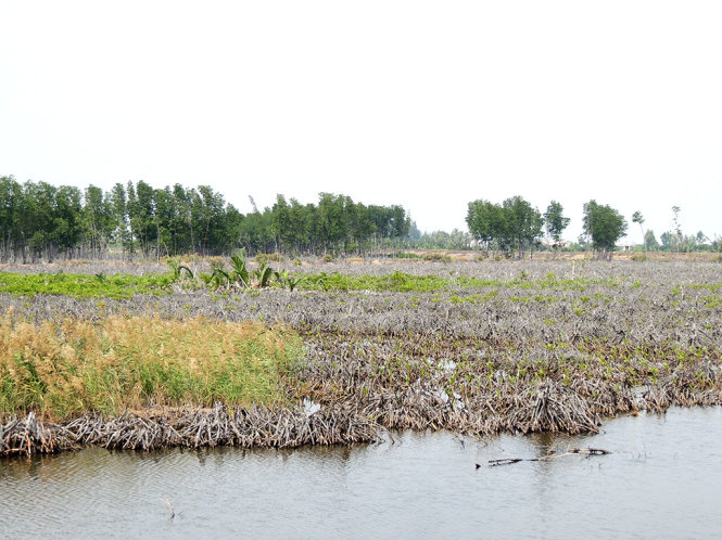 Rừng tại huyện Thạnh Phú bị khai thác trái pháp luật - Ảnh: CHÂU THÀNH