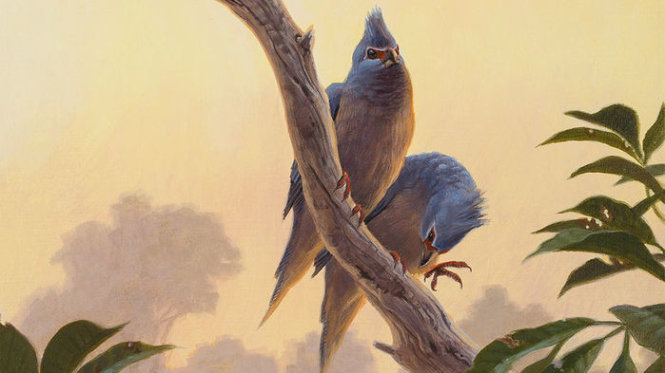 Ảnh vẽ về bộ chim chuột vừa được các nhà khoa học tìm thấy hóa thạch - Ảnh: Sean Murtha