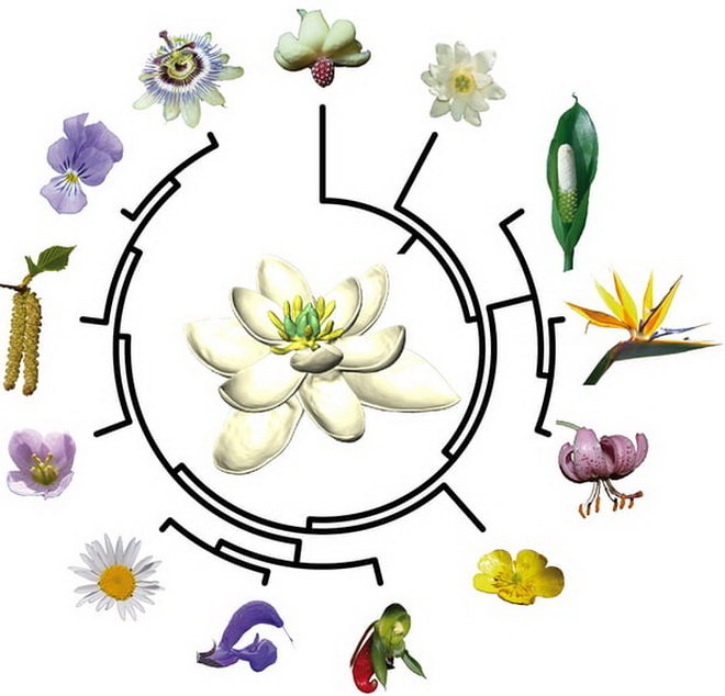 Từ việc phân tích những bông hoa hiện tại, các nhà khoa học đã suy ra bông hoa nguyên thủy - Ảnh: Hervé Sauquet & Jürg Schönenberger