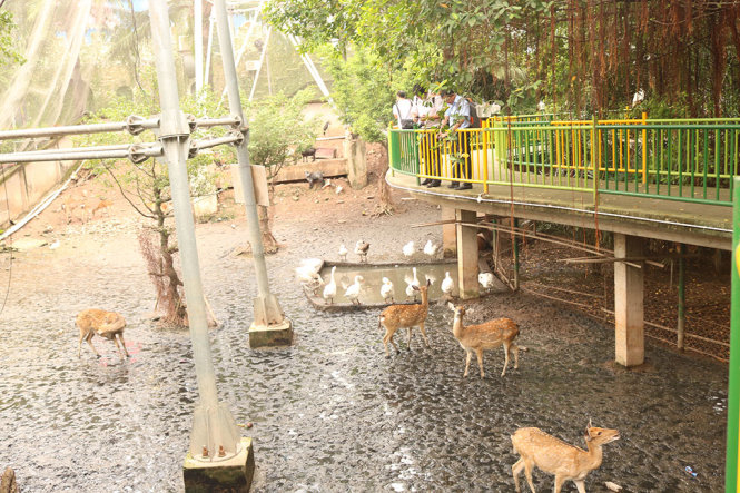 Vườn thú Đầm Sen hướng đến xây dựng môi trường sống gần gũi với thiên nhiên cho các loài đông vật - Ảnh: NGUYÊN NGỌC