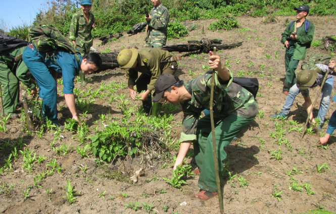 Chiến sĩ đồn biên phòng Hạnh Dịch và dân quân địa phương nhổ bỏ cây anh túc tại điểm cao 368 - Ảnh: CAO VĂN CẦM
