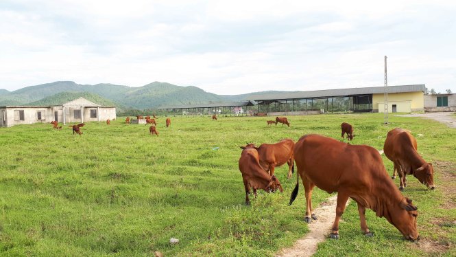 Khu vực đất trồng chuối xuất khẩu tại xã Viên Thành, huyện Yên Thành, Nghệ An chỉ còn là bãi đất hoang cho người dân chăn thả trâu bò - Ảnh: DOÃN HÒA